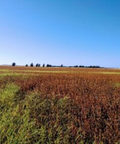 Alternative view of Campo en Venta en Balcarce