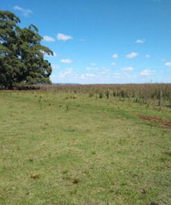 Campo en Venta en Balcarce