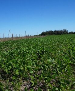 Alternative view of Campo en Venta en Balcarce