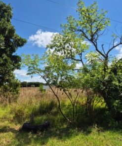 Alternative view of Terreno en Venta en Villa Primera